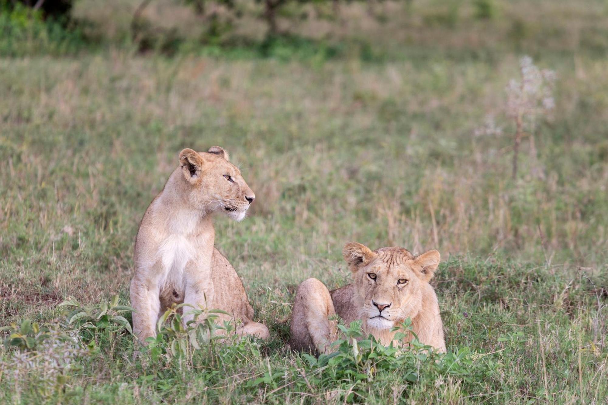 Melia Serengeti Lodge Member Of Melia Collection Exterior foto