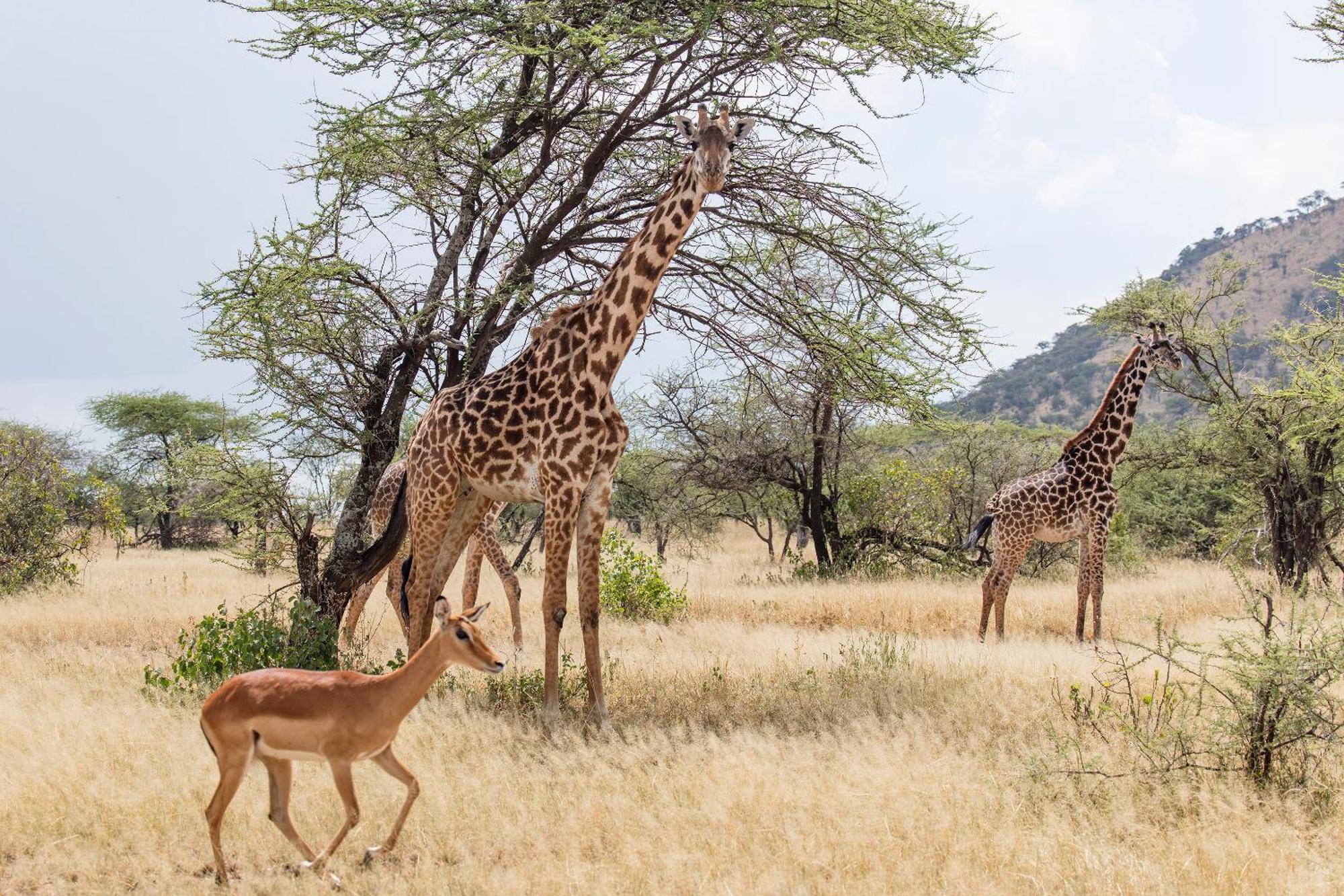 Melia Serengeti Lodge Member Of Melia Collection Exterior foto